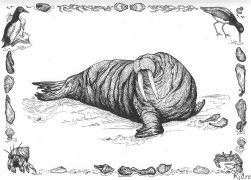 walrus Pagine Di Culore Stampabile